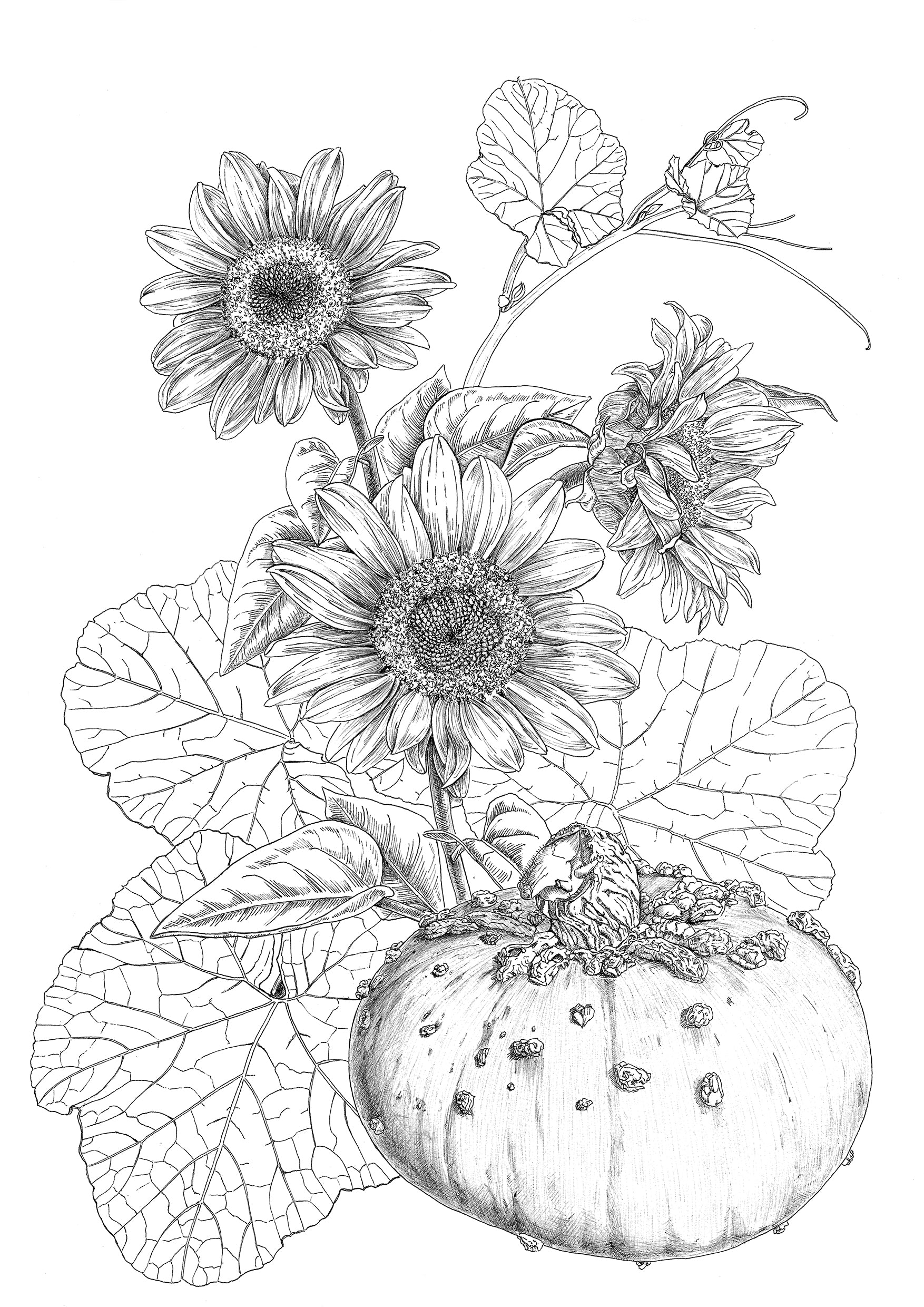 donderdag 11 december 2025 - 14:00 t/m 18:00 - Inleiding Botanisch tekenen